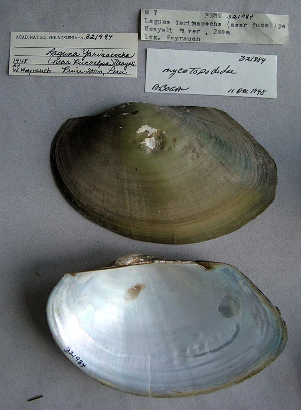 specimen