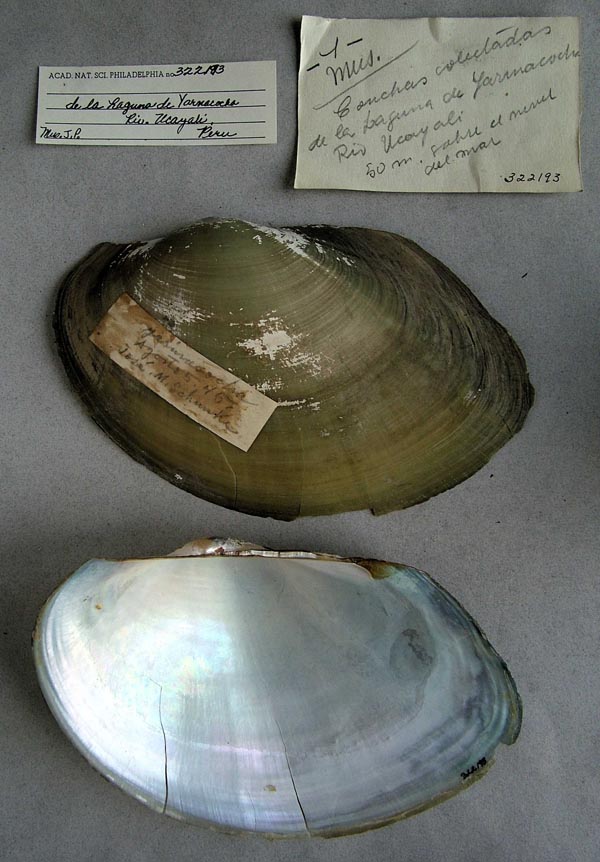 specimen