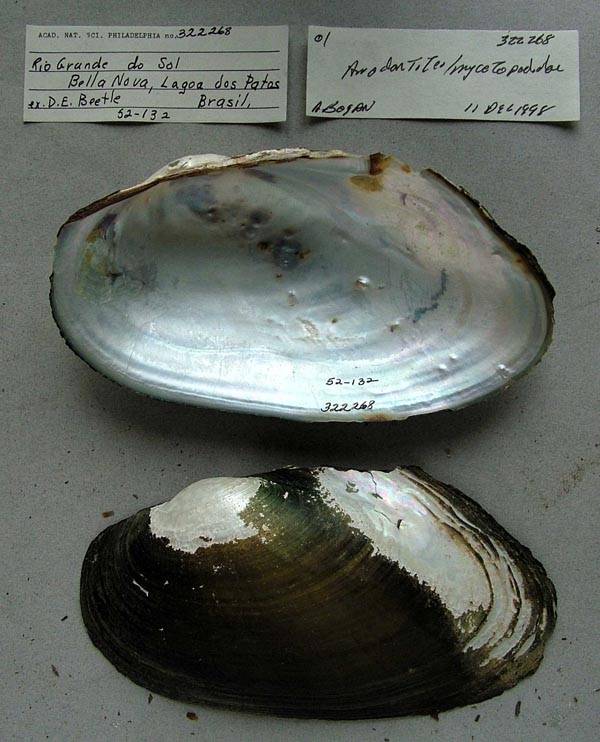 specimen