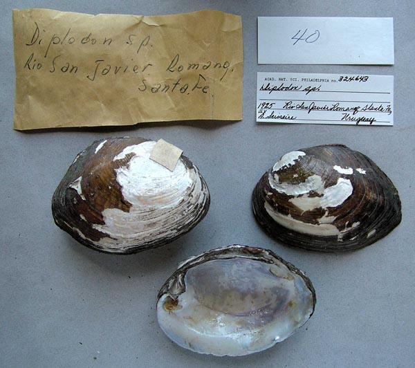 image of lot ANSP_324643 image of lot ANSP_324643