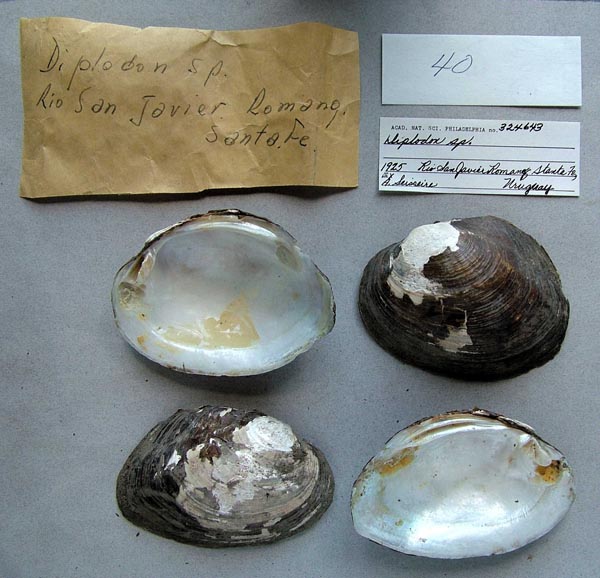 image of lot ANSP_324643 image of lot ANSP_324643