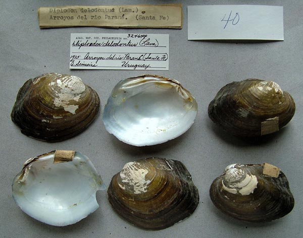 specimen