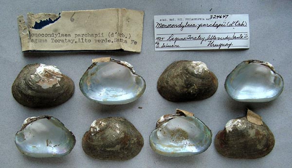 specimen