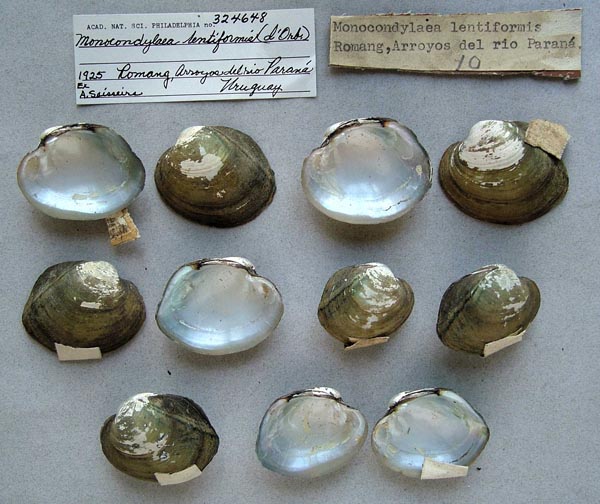specimen