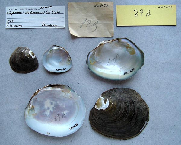 specimen
