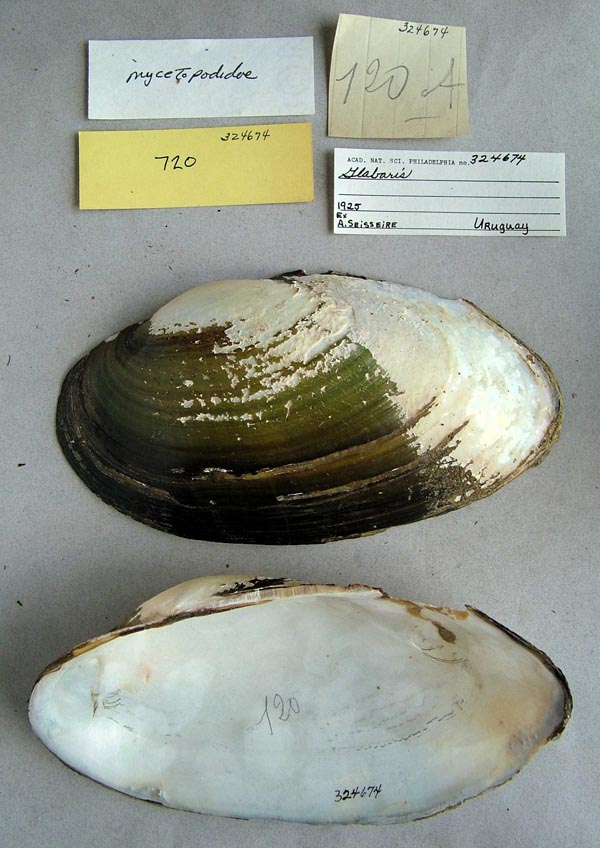 specimen