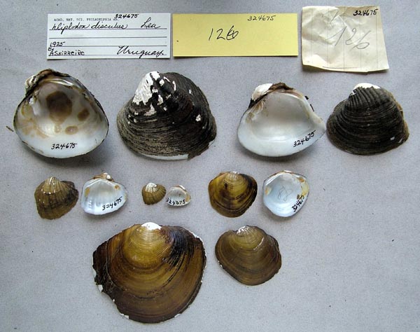 specimen