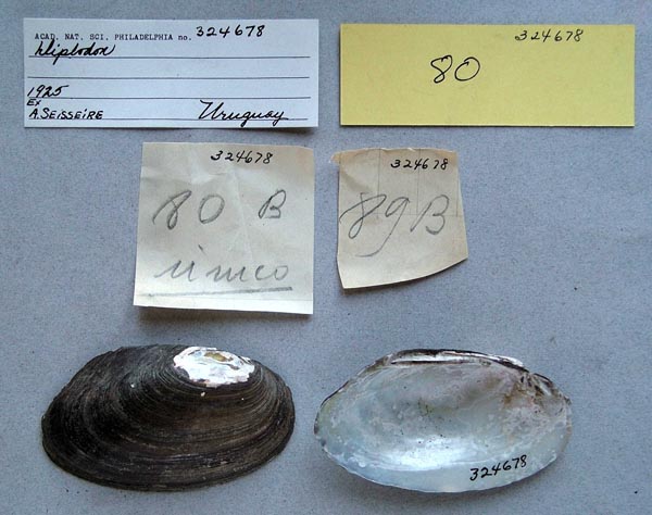 specimen