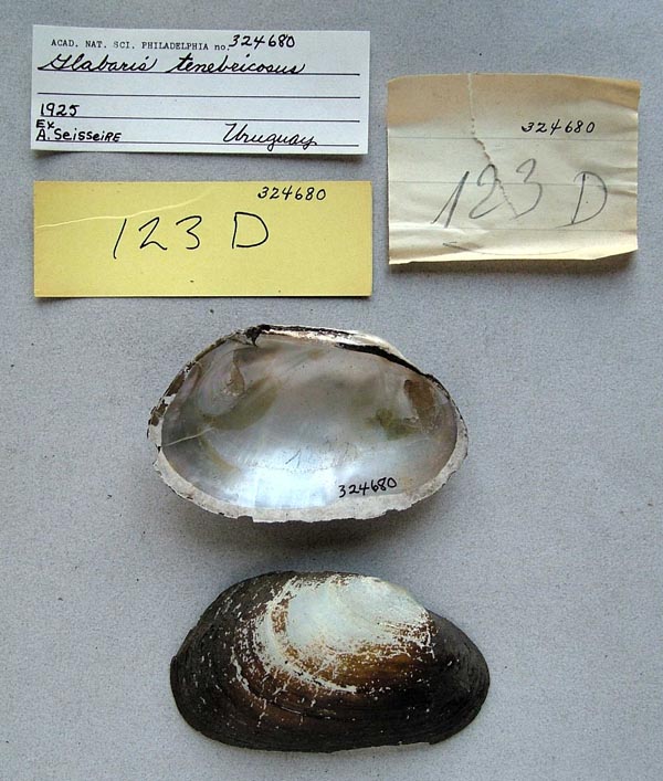 specimen