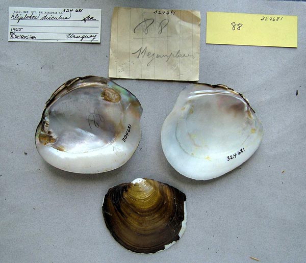 specimen