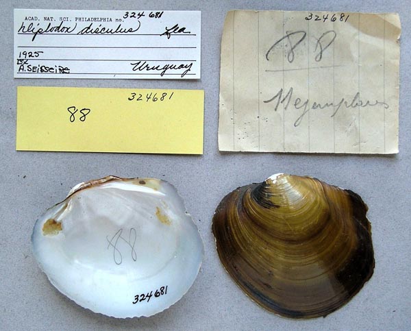 specimen