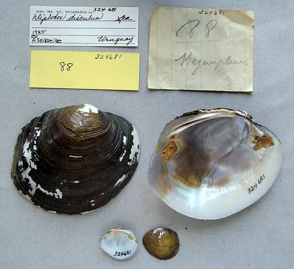 specimen