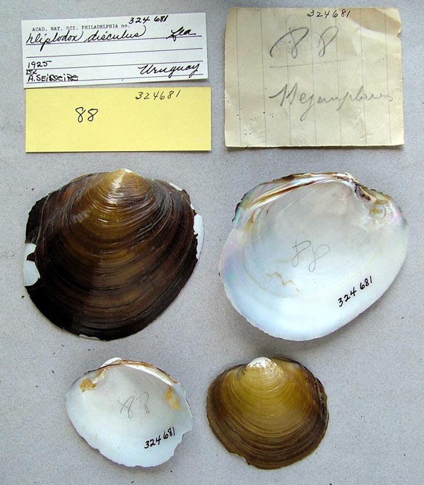 specimen