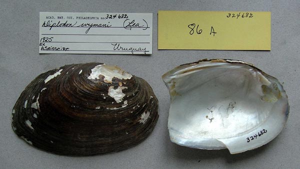 specimen