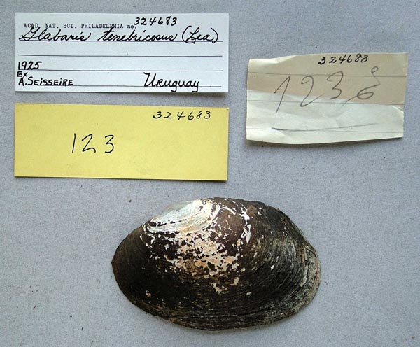 specimen