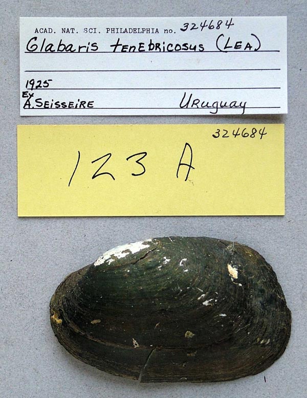specimen