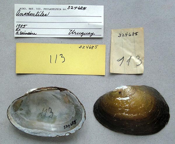 specimen