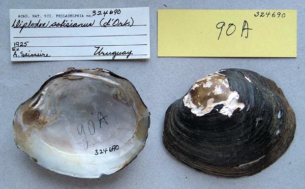 specimen