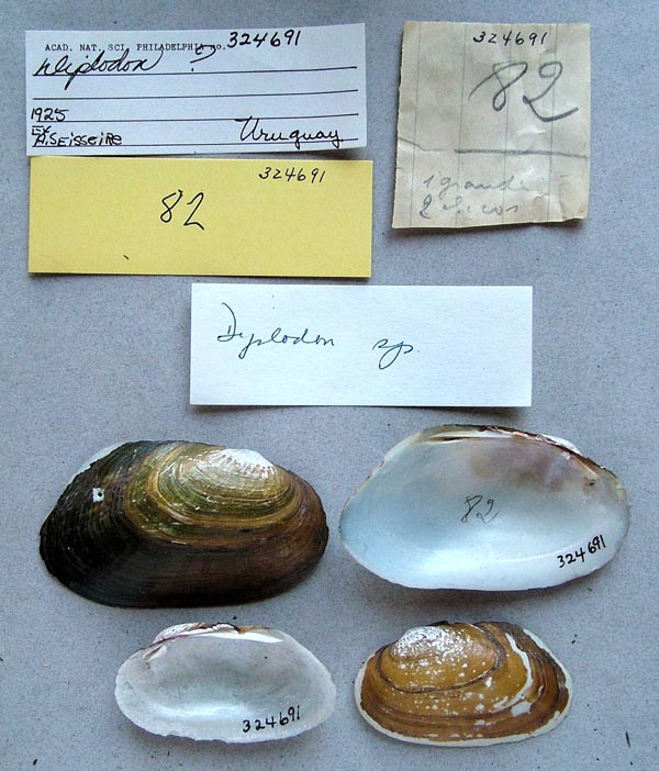 specimen