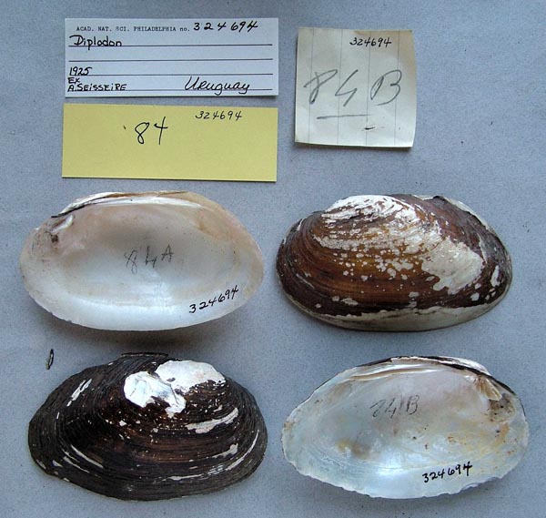 specimen