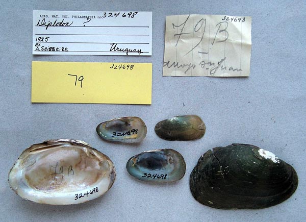 specimen