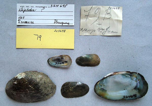 specimen