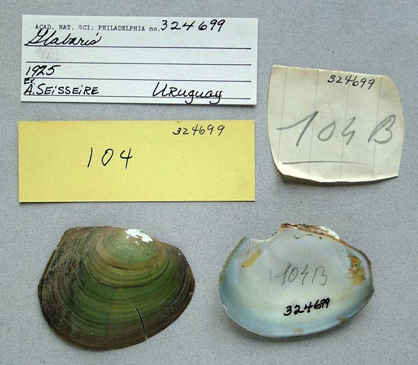 specimen