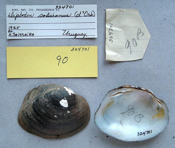specimen