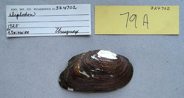 specimen