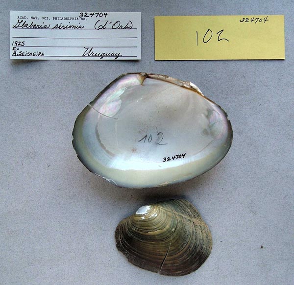 specimen