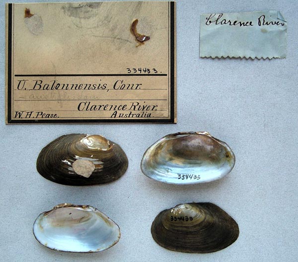 specimen