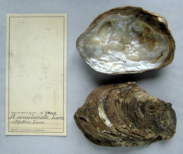 specimen