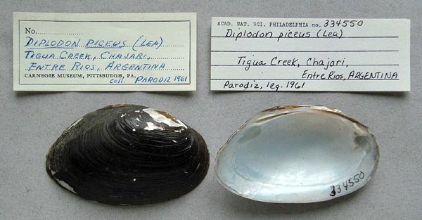 image of lot ANSP_334550 image of lot ANSP_334550