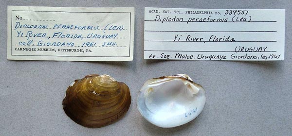 specimen