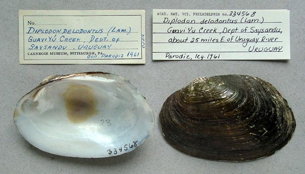 specimen