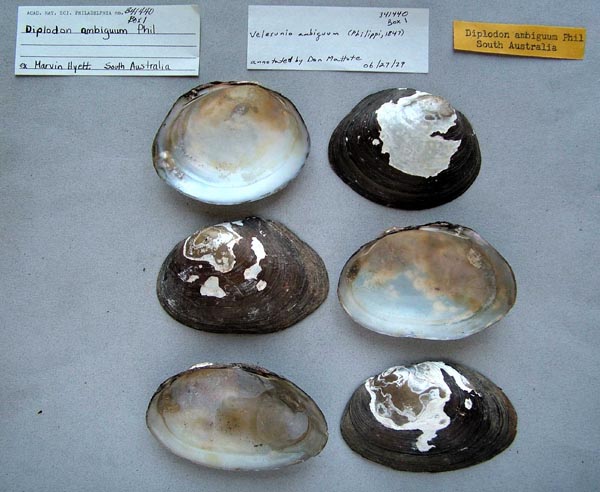 specimen