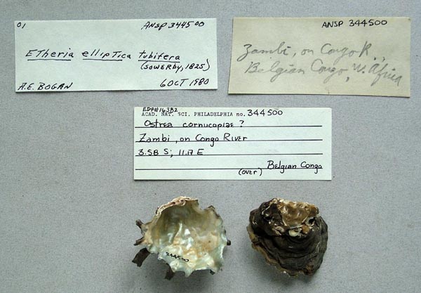 specimen