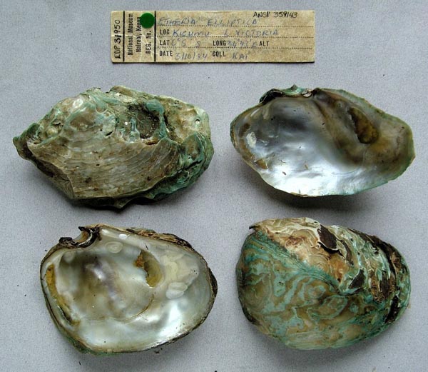 specimen
