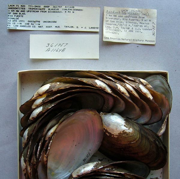 specimen