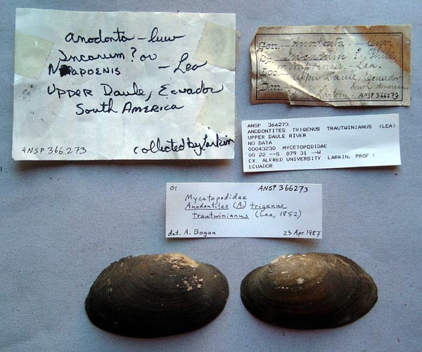 specimen