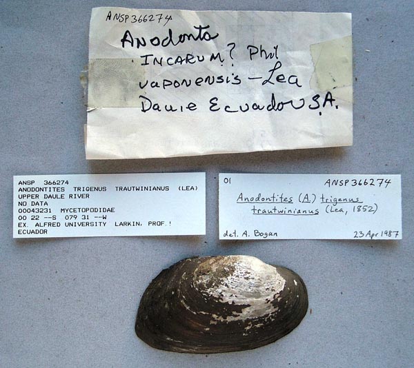specimen