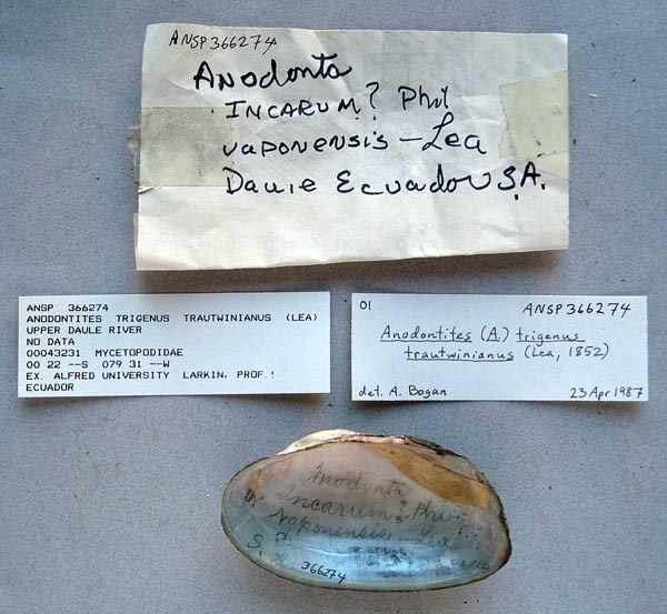 specimen