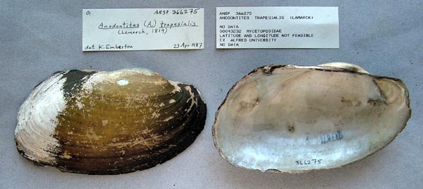 specimen