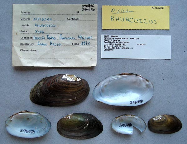specimen