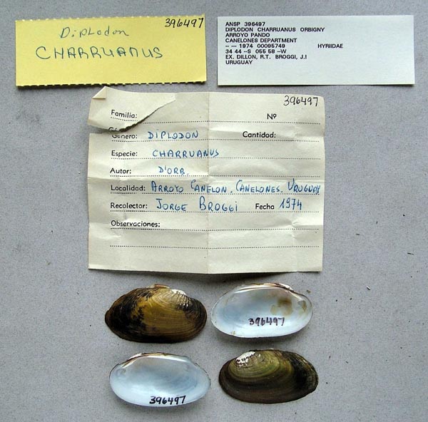 specimen