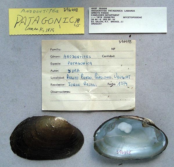 specimen