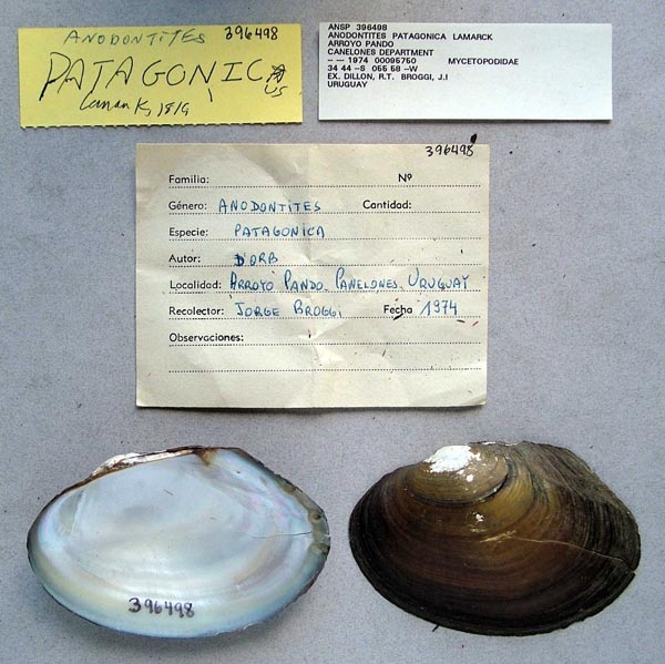 specimen