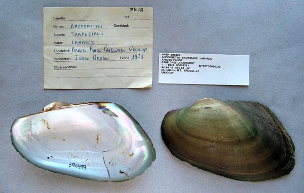 specimen