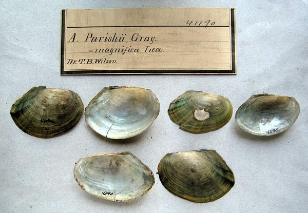 specimen