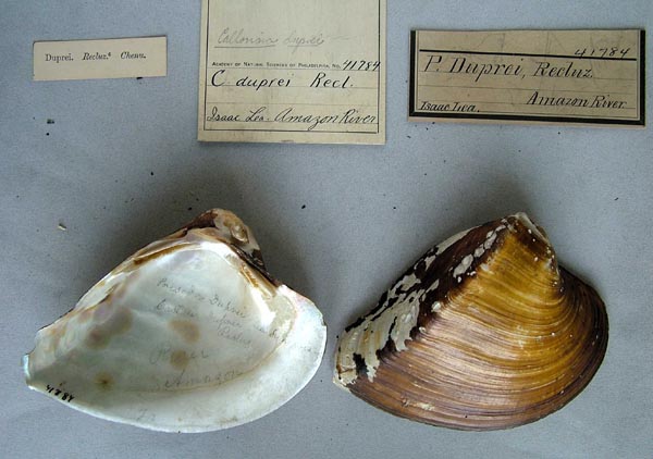 specimen